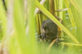 Water vole (Arvicola amphibius) adult animal in a pond in the summer, England, United Kingdom