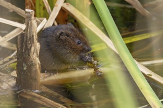 Water vole (Arvicola amphibius) adult animal eating pond weed on a lake in the summer, England,