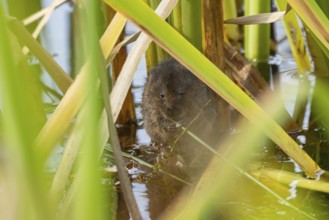 Water vole (Arvicola amphibius) adult animal eating a reed stem in a pond in the summer, England,