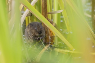 Water vole (Arvicola amphibius) adult animal eating a reed stem in a pond in the summer, England,