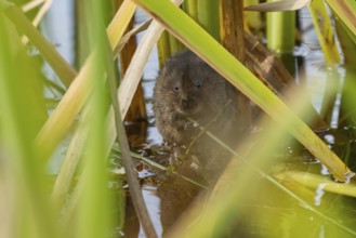 Water vole (Arvicola amphibius) adult animal eating a reed stem in a pond in the summer, England,