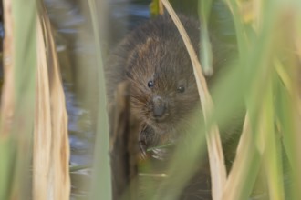 Water vole (Arvicola amphibius) adult animal eating a reed stem in a pond in the summer, England,