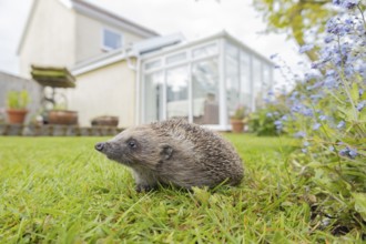 European hedgehog (Erinaceus europaeus) adult on a garden grass lawn with a house in the