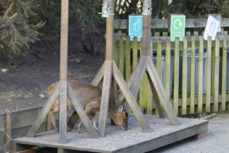 Muntjac deer (Muntiacus reevesi) adult animal feeding underneath bird feeders, RSPB Minsmere nature