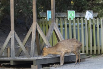 Muntjac deer (Muntiacus reevesi) adult animal feeding underneath bird feeders, RSPB Minsmere nature