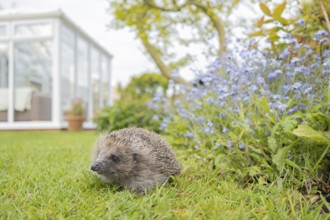European hedgehog (Erinaceus europaeus) adult animal on a garden grass lawn with a house in the