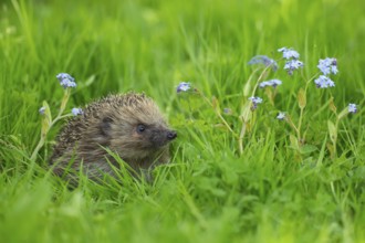 European hedgehog (Erinaceus europaeus) adult animal on a garden lawn with Forget-me-not flowers in