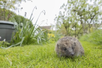 European hedgehog (Erinaceus europaeus) adult animal on a garden grass lawn, England, United