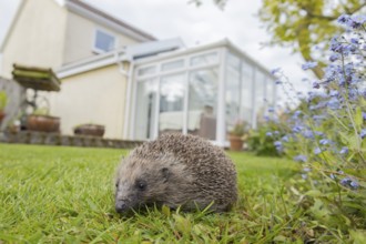 European hedgehog (Erinaceus europaeus) adult on a garden grass lawn with a house in the