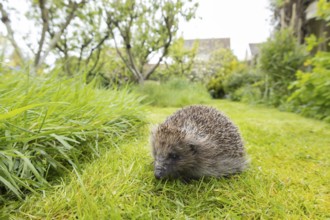 European hedgehog (Erinaceus europaeus) adult animal on a garden grass lawn, England, United