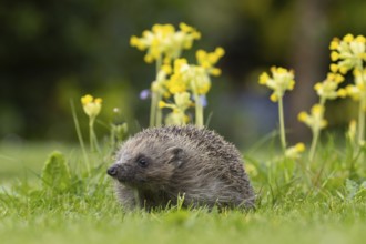 European hedgehog (Erinaceus europaeus) adult animal on a garden grass lawn with Cowslip flowers in