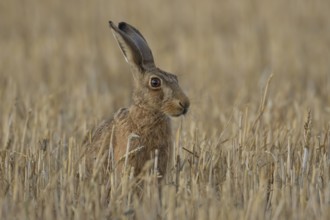 European brown hare (Lepus europaeus) adult animal in a farmland stubble field in the summer,