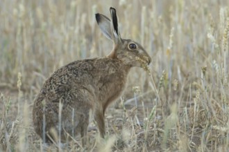 European brown hare (Lepus europaeus) adult animal eating a wheat sheath in a farmland field in the