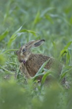 European brown hare (Lepus europaeus) adult animal washing its foot in a farmland maize field,