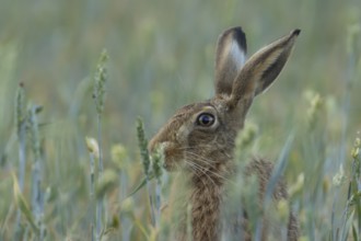 European brown hare (Lepus europaeus) adult animal eating a wheat sheath in a farmland field in the