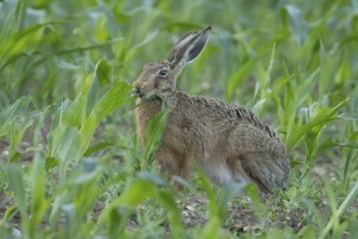 European brown hare (Lepus europaeus) adult animal eating a maize leaf in a farmland field in the