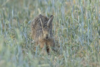 European brown hare (Lepus europaeus) adult animal stretching in a farmland wheat field in the