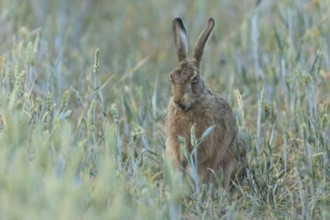 European brown hare (Lepus europaeus) adult animal in a farmland wheat field in the summer,