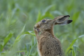 European brown hare (Lepus europaeus) adult animal washing its feet, England, United Kingdom