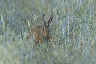 European brown hare (Lepus europaeus) adult animal in a farmland wheat field in the summer,