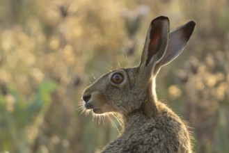 European brown hare (Lepus europaeus) adult animal head portrait, England, United Kingdom