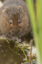 Water vole (Arvicola amphibius) adult animal eating pond weed on a lake in the summer, England,