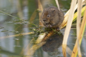 Water vole (Arvicola amphibius) adult animal eating pond weed on a lake in the summer, England,