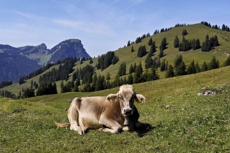 Brown Swiss cattle, cow sitting in meadow on an alp, behind the small and large Aubrig, Innerthal,