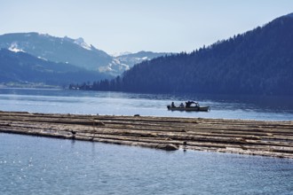 Forestry workers float a raft of felled tree trunks from the Bergmatt across the Ägerisee to the