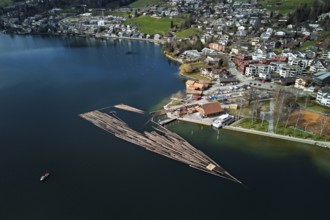 Raft of felled tree trunks at the landing stage where the trunks are pulled ashore and cut to size