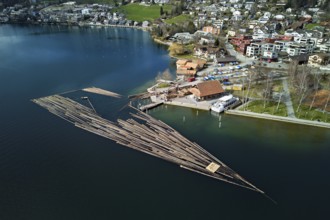 Raft of felled tree trunks at the landing stage where the trunks are pulled ashore and cut to size