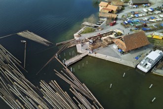Raft of felled tree trunks at the landing stage where the trunks are pulled ashore and cut to size