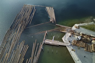 Raft of felled tree trunks at the landing stage where the trunks are pulled ashore and cut to size