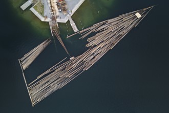 Raft of felled tree trunks at the landing stage where the trunks are pulled ashore and cut to size