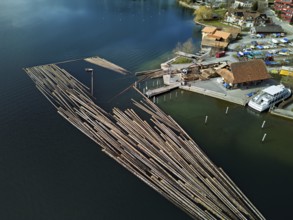 Raft of felled tree trunks at the landing stage where the trunks are pulled ashore and cut to size