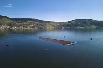 Forestry workers float a raft of felled tree trunks from the Bergmatt across the Ägerisee to the