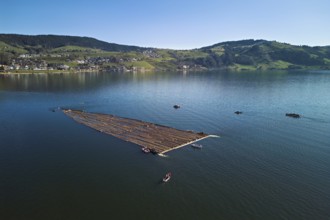 Forestry workers drive a raft of felled tree trunks from the Bergmatt across Lake Aegeri to the