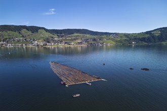 Forestry workers float a raft of felled tree trunks from the Bergmatt across the Ägerisee to the