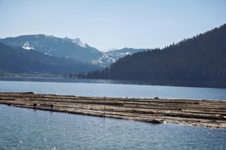 Forestry workers float a raft of felled tree trunks from the Bergmatt across the Ägerisee to the