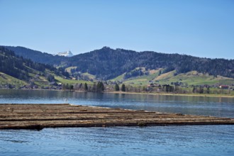 Forestry workers float a raft of felled tree trunks from the Bergmatt across the Ägerisee to the