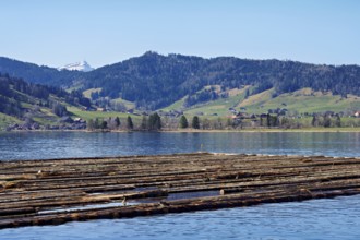 Forestry workers float a raft of felled tree trunks from the Bergmatt across the Ägerisee to the