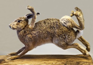 Stuffed, eight-legged hare, exhibit in the Münchhausen Museum, Münchhausen town of Bodenwerder,