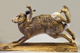 Stuffed, eight-legged hare, exhibit in the Münchhausen Museum, Münchhausen town of Bodenwerder,