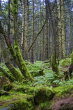 Dense forest with moss and tall trees forming a wild and green landscape, Mummelsee, Seebach,