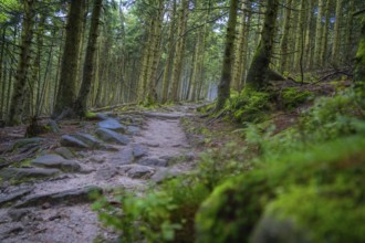 A forest path leads through a quiet, green forest with moss-covered trees, Mummelsee, Seebach,