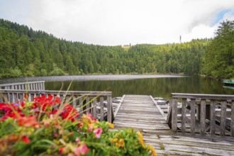 Blooming flowers on a footbridge leading to a quiet lake in the forest, Mummelsee, Seebach, Ortenau
