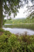 A misty lake surrounded by dense green vegetation and forests, Mummelsee, Seebach, Ortenau