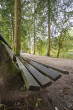 Wooden bench in a quiet wooded area, surrounded by tall trees, Mummelsee, Seebach, Ortenau