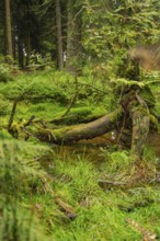 A fallen tree stump covered with moss in a dense forest, Mummelsee, Seebach, Ortenau district,