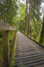A narrow wooden footbridge leads through a green forest full of tall trees and moss, Mummelsee,